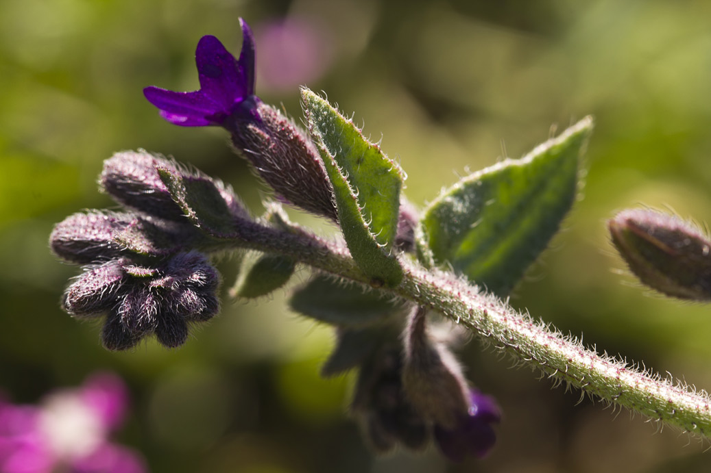 Изображение особи Anchusa hybrida.