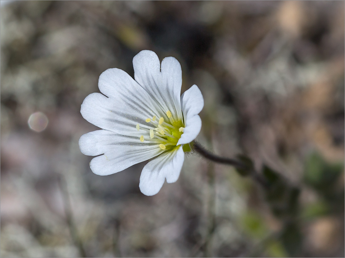 Изображение особи Cerastium alpinum.