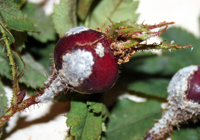 Изображение особи Rosa spinosissima.