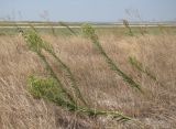 Conyza canadensis. Цветущие и плодоносящие растения. Краснодарский край, Анапский муниципалитет, с. Витязево, безымянный остров Витязевского лимана. 22.08.2015.