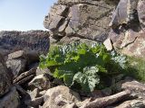 Rheum cordatum. Растение в скалах. Южный Казахстан, хр. Боролдайтау. 26.04.2007.