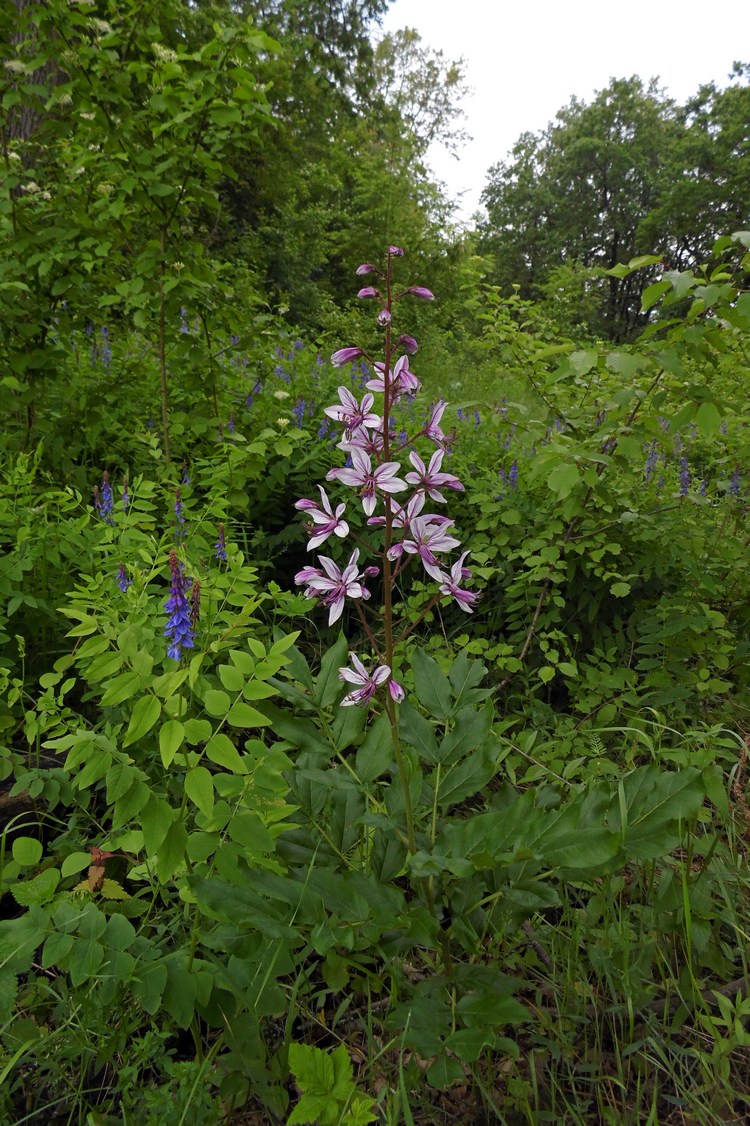 Изображение особи Dictamnus caucasicus.