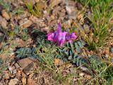 Oxytropis leucotricha. Цветущее растение. Монголия, аймак Увс, перевал Улаан Даваа, ≈ 2000 м н.у.м., каменистый склон. 11.06.2017.