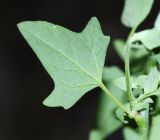 Chenopodium bryoniifolium