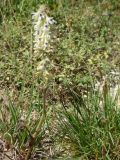 Delphinium szowitsianum