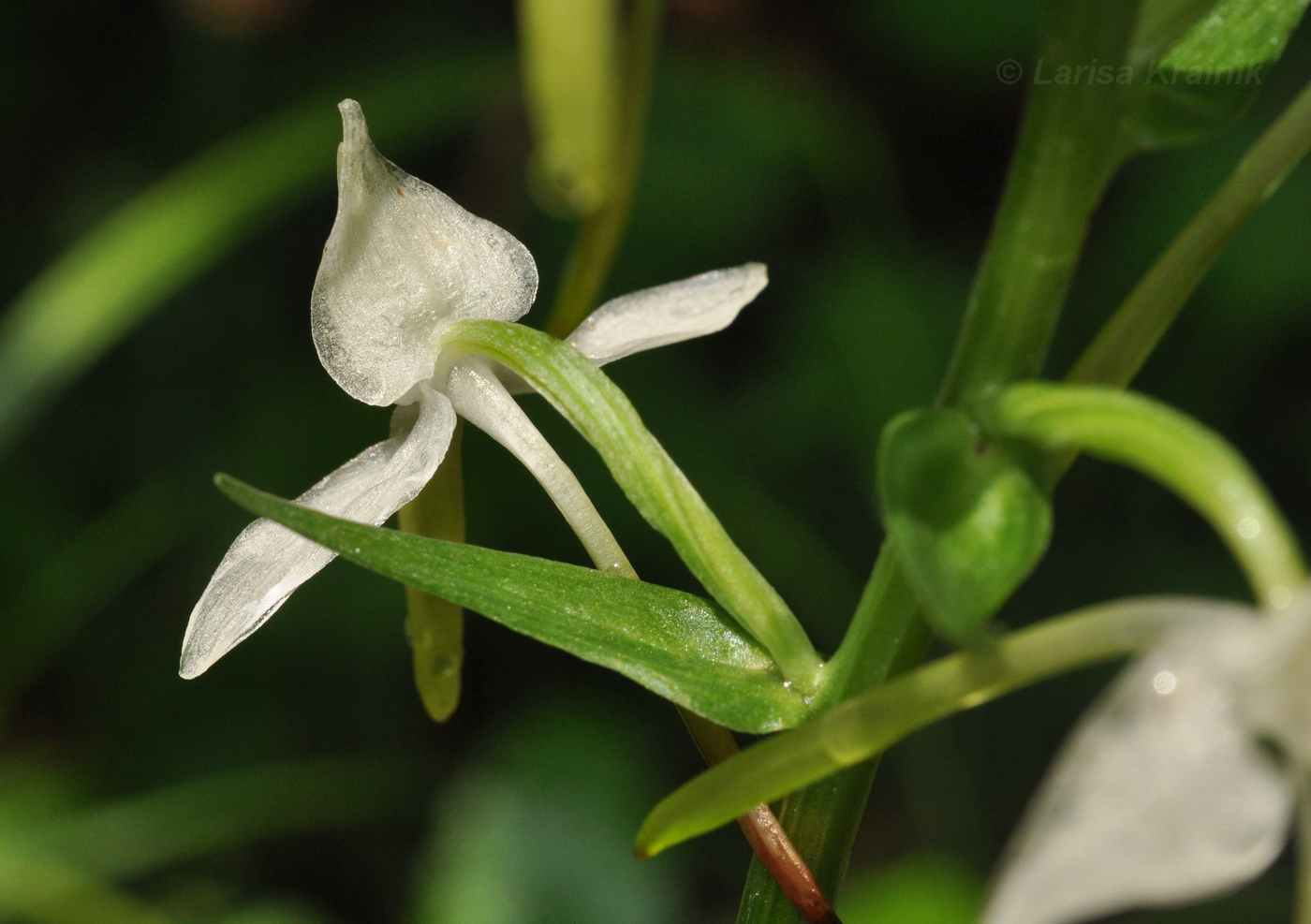 Изображение особи Platanthera densa.