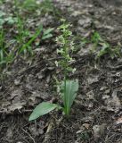 Platanthera chlorantha. Цветущее растение. Грузия, Боржоми-Харагаульский национальный парк, лес. 24.05.2018.