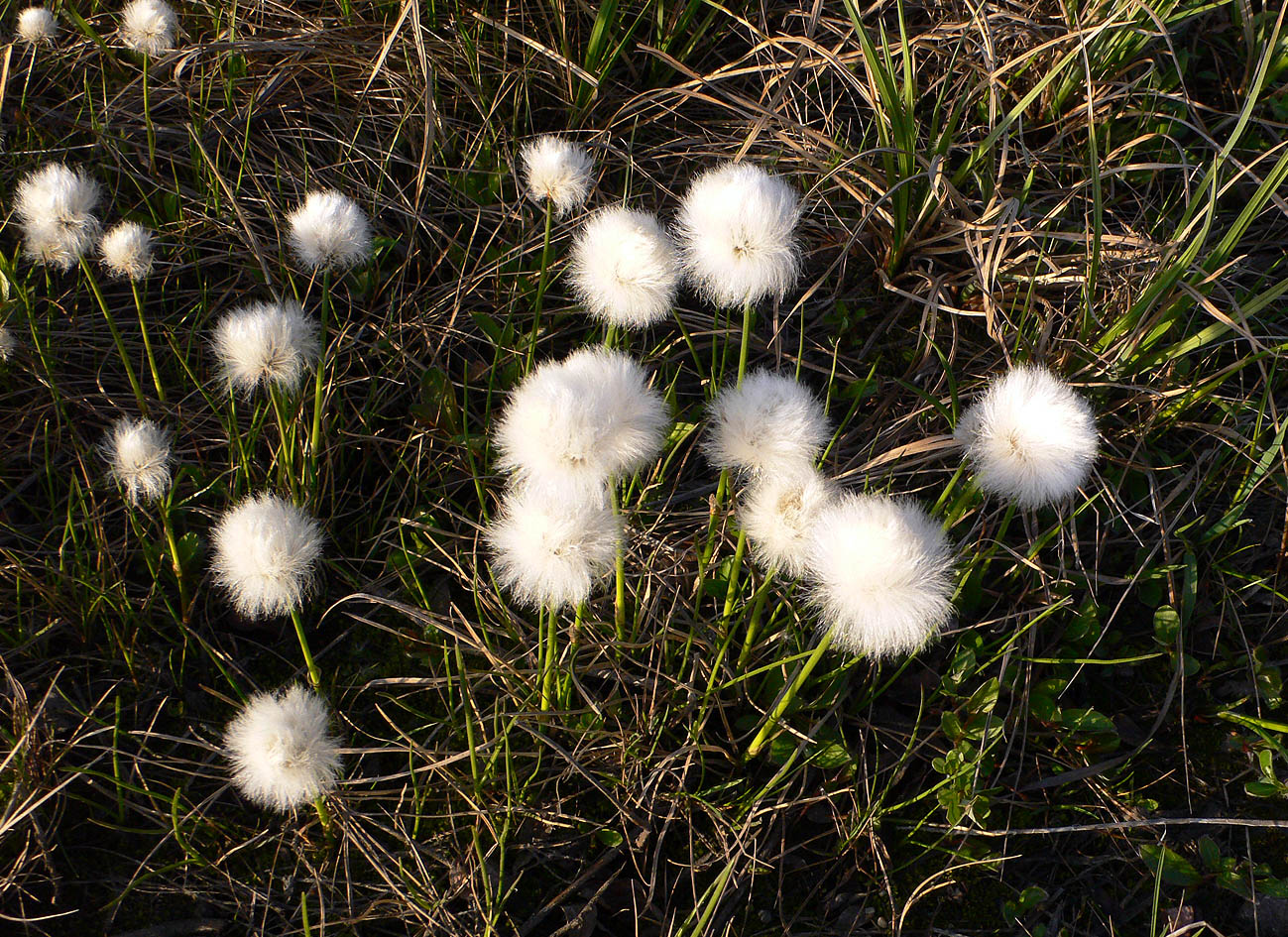 Изображение особи род Eriophorum.