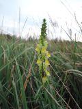 Linaria vulgaris. Верхушка цветущего растения с кормящимся клопом. Литва, Паневежский р-н, АЗС на трассе А10 (Е67), в 5 км к северу от Паневежиса, край заброшенного поля. 20.08.2018.