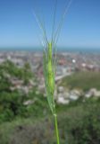 Aegilops biuncialis