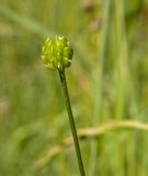 Ranunculus polyanthemos