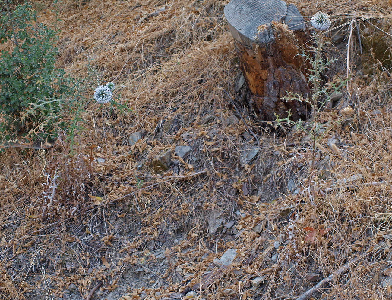 Изображение особи Echinops spinosissimus ssp. bithynicus.