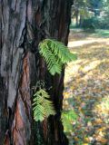 Metasequoia glyptostroboides