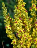 Verbascum подвид austriacum