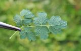 Thalictrum foetidum