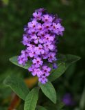 Buddleja davidii