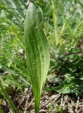 Plantago lanceolata