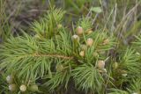 Juniperus conferta