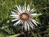 Carlina cirsioides