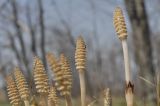 Equisetum arvense