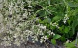 Lepidium latifolium