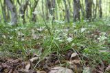 Ornithogalum woronowii