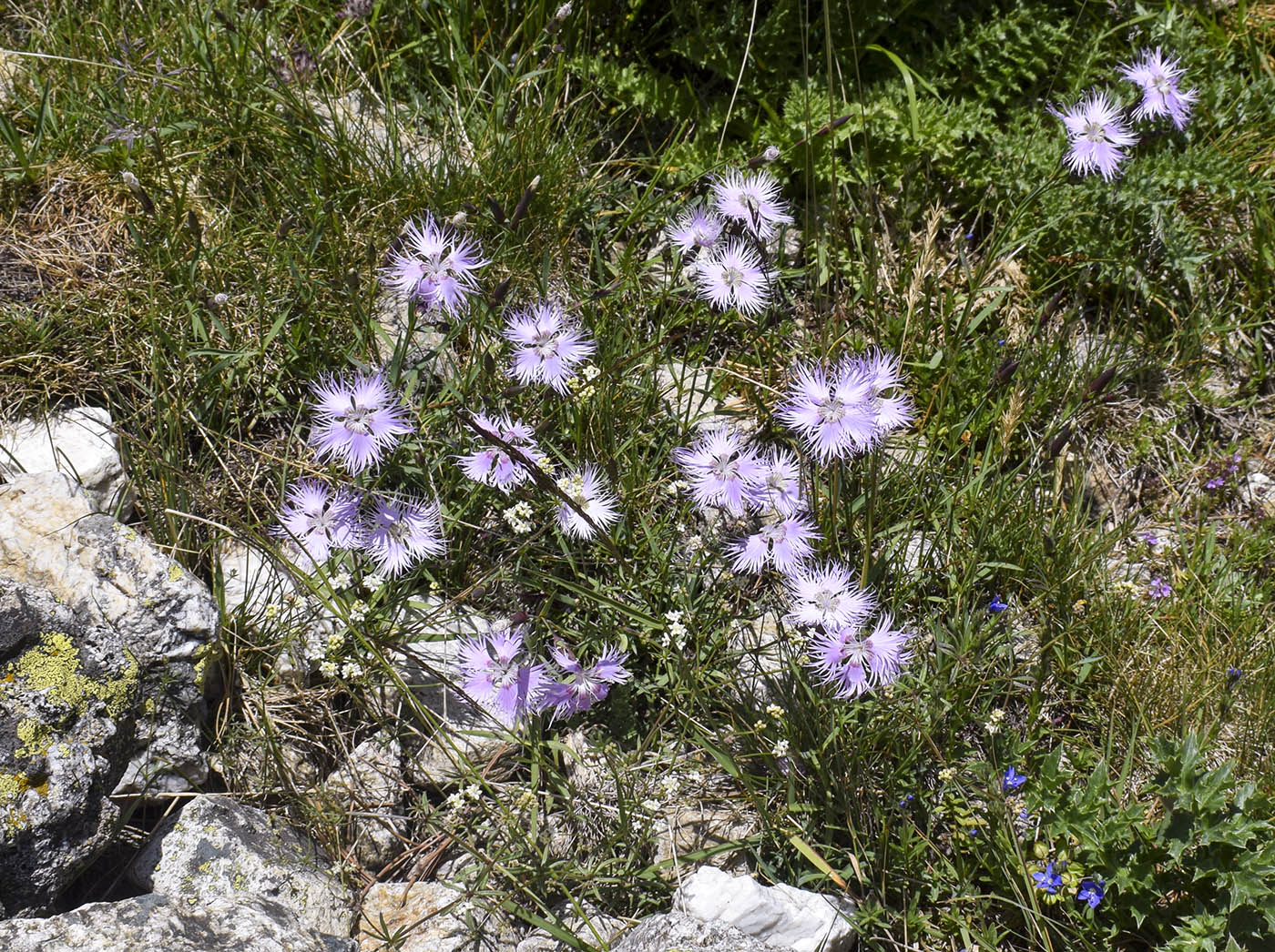 Изображение особи Dianthus hyssopifolius.