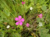 Dianthus deltoides. Цветок (белые цветки – Stellaria palustris). Нижегородская обл., Ардатовский р-н, рабочий пос. Мухтолово, пос. станции Венец, разнотравный среднеувлажнённый луг. 17.06.2020.