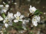 Cerasus tomentosa