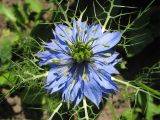 Nigella damascena. Цветок (махровая форма). Украина, Львов, приусадебный участок, в культуре. 28 июля 2006 г.