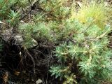 Astragalus verus