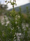 Galium calcareum