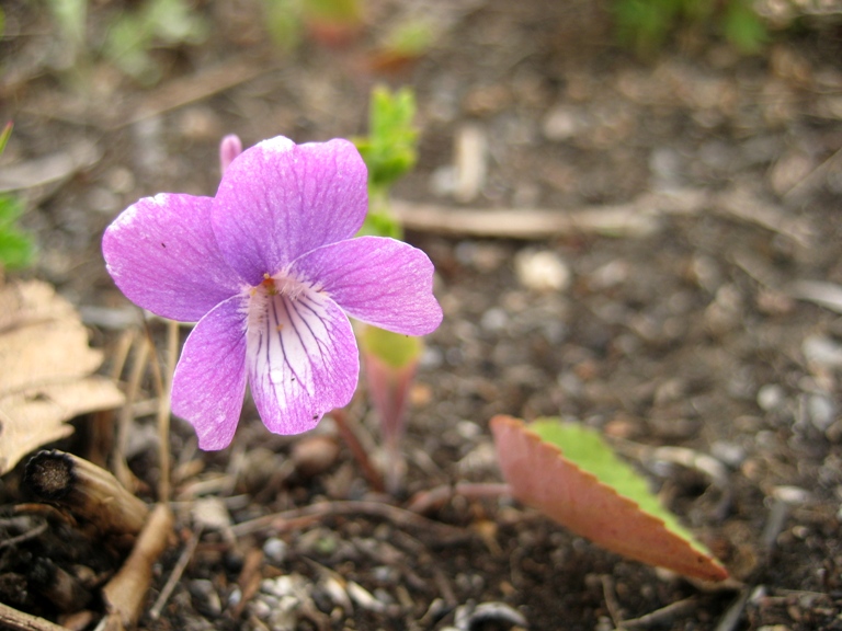 Изображение особи Viola primorskajensis.