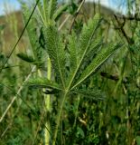 Potentilla pedata. Лист (нижняя сторона). Украина, Донецкая обл., Артёмовский р-н, окр. с. Дроновка. 23.05.2012.