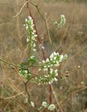 Melilotus tauricus. Соцветие. Зап. Крым, г. Саки, берег оз. Сакское в р-не санатория \"Полтава\". 31.08.2011.