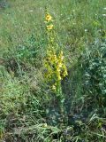 Verbascum marschallianum