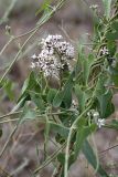 Cynanchum sibiricum. Соцветие. Южный Казахстан, правобережье Сыр-Дарьи выше устья Арыси. 28.05.2012.