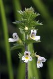 Euphrasia brevipila