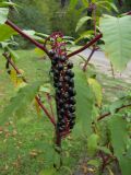 Phytolacca americana