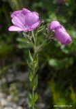 Linum hypericifolium