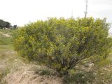Senna artemisioides. Цветущее растение. Израиль, г. Беэр-Шева, рудеральное местообитание. 23.03.2013.