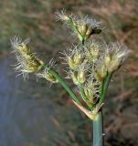 Schoenoplectus tabernaemontani. Соцветие. Ростовская обл., Неклиновский р-н, Миусский лиман, окр. хутора Дарагановка. 14.08.2012.