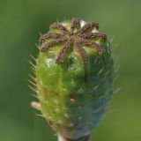 Papaver croceum. Плод. Южный Казахстан, Тянь-Шань, Кульсайские озера, 1950 м н.у.м. 05.07.2013.