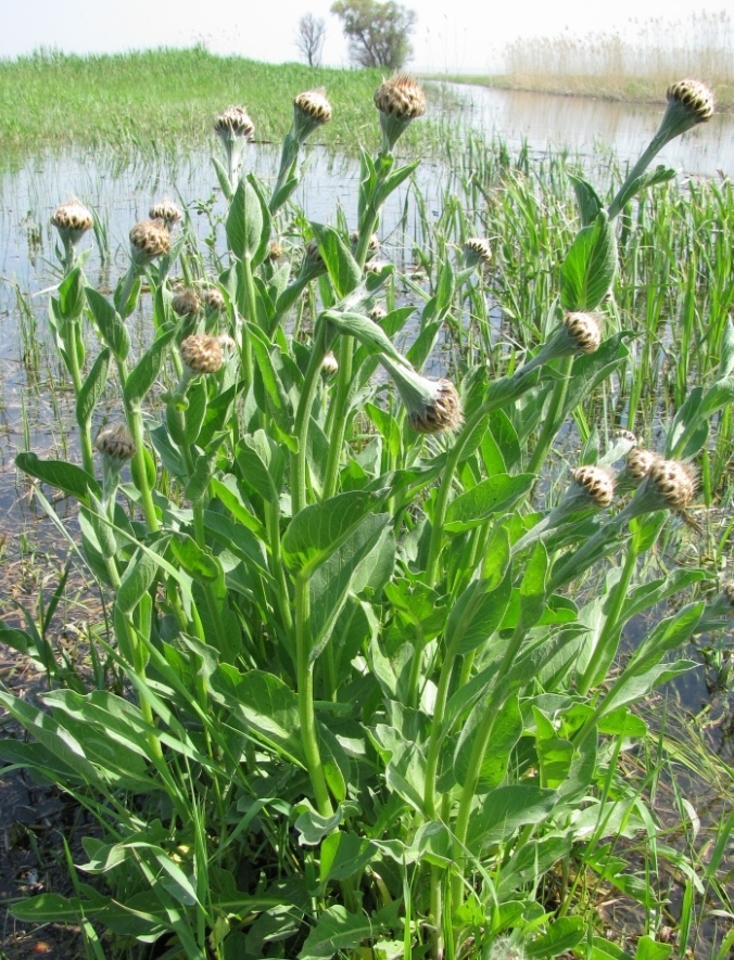 Изображение особи Stemmacantha serratuloides.