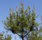 Pinus bungeana