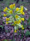 Primula veris. Соцветие. Украина, Киев, лиственный лес между пгт Коцюбинское и г. Ирпень, возле Романовского болота. 21 апреля 2014 г.