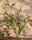 Plantago lagopus