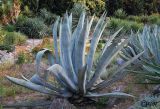 Agave americana