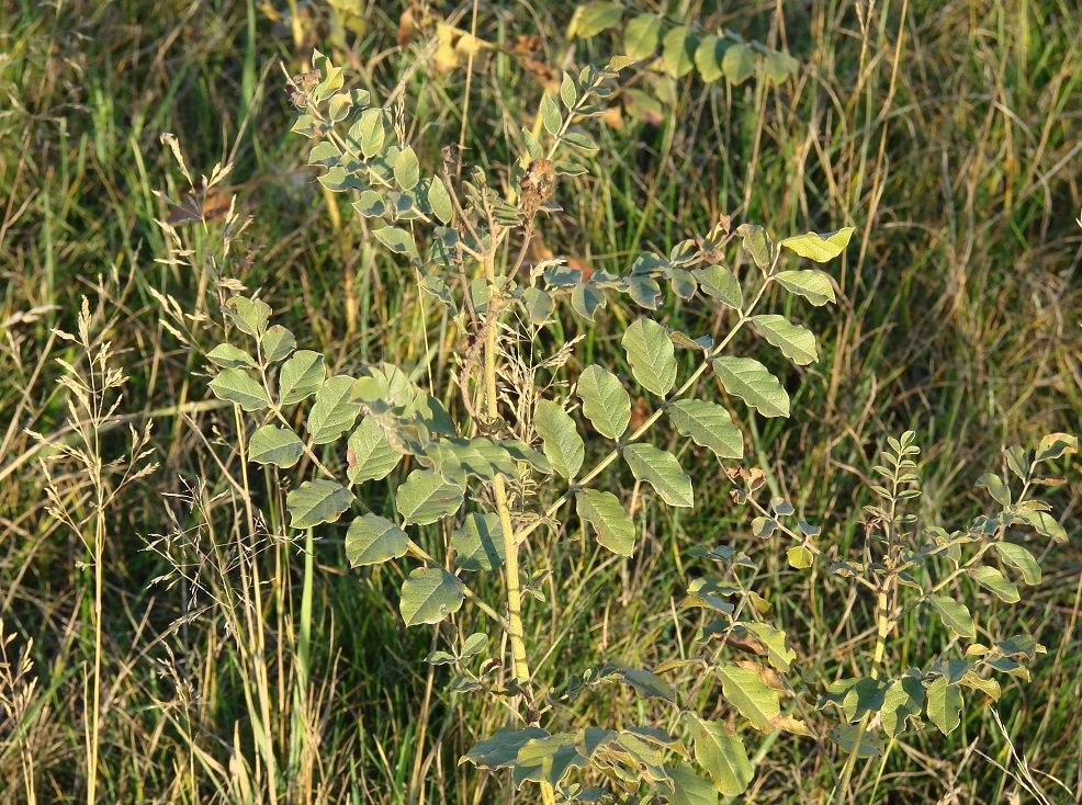 Изображение особи Glycyrrhiza grandiflora.