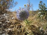 Echinops tschimganicus. Цветущее растение. Казахстан, Зап. Тянь-Шань, Таласский Алатау, запов. Аксу-Жабаглы, каньон Аксу, южн. склон, 1600 м н.у.м. 17 августа 2015 г.